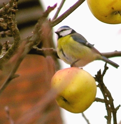 Cinciarella -  Cyanistes caeruleus